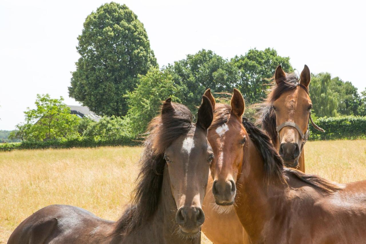 B&B De Nieuwenhof 'De Voorkamer' Melderslo Eksteriør billede